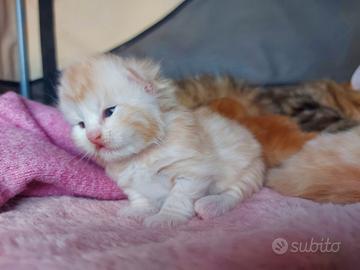 Cuccioli di gatto Siberiano Certificati