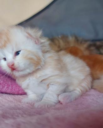Cuccioli di gatto Siberiano Certificati