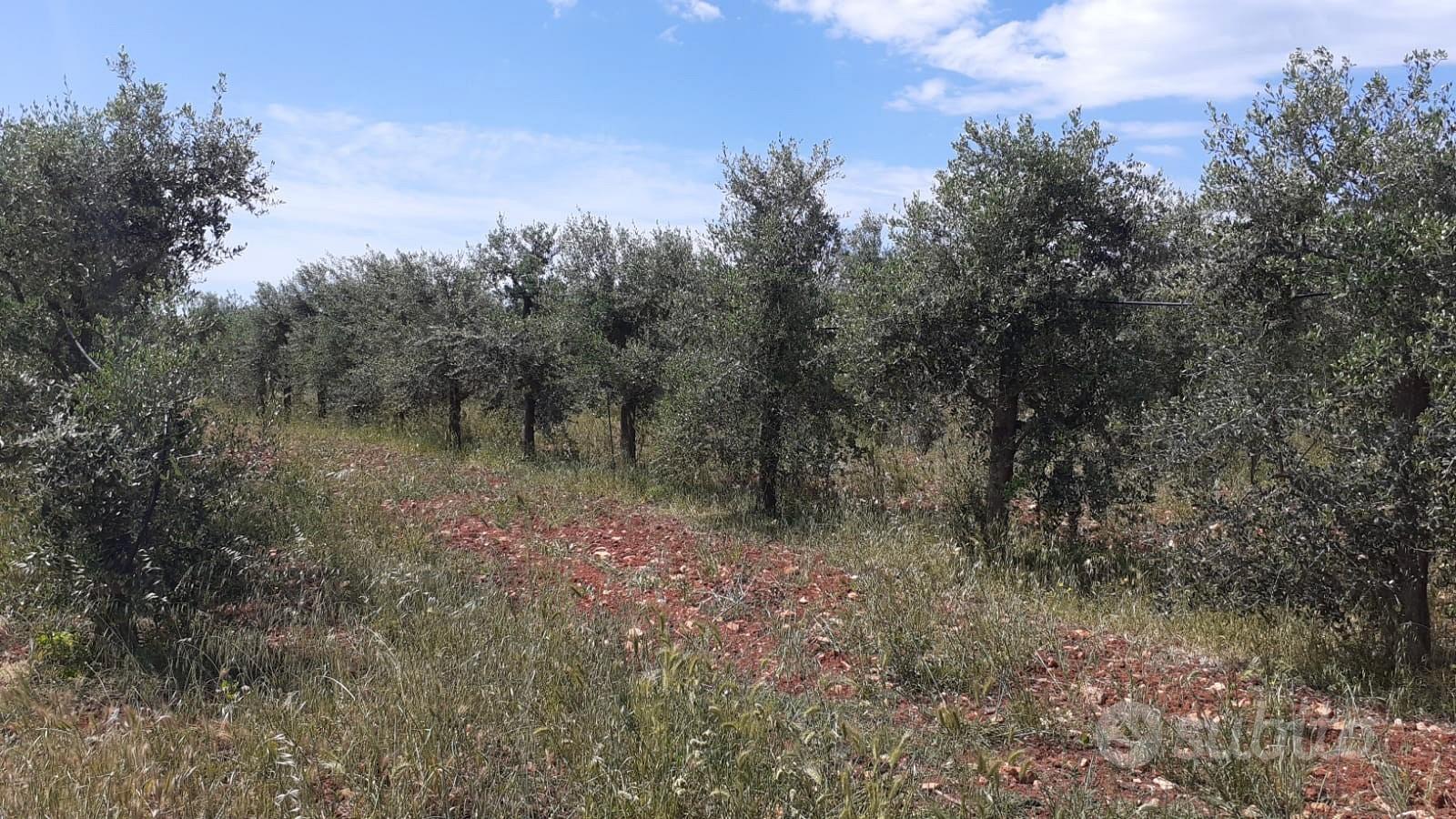 Oliveto di 3 ettari con progetto per costruire - Vista 5