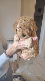 Tre cuccioli di Barboncino nano