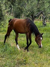 Cavallo purosangue arabo