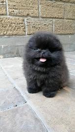 Volpino Pomerania TOY 400GR 2 mesi NERO Pedigree