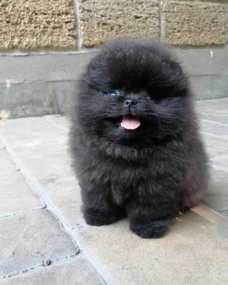 Volpino Pomerania TOY 400GR 2 mesi NERO Pedigree