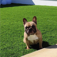 Bulldog francese