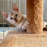 Cuccioli bengala Snow