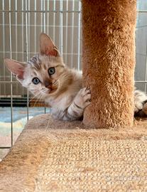 Cuccioli bengala Snow