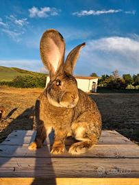 Cuccioli di Gigante di Fiandra grigio