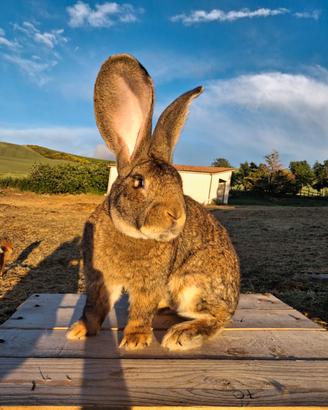 Cuccioli di Gigante di Fiandra grigio