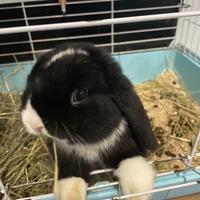 Coniglio Minilop occhi azzurri