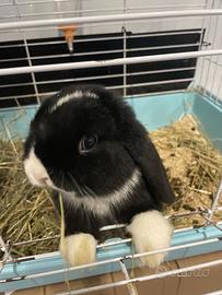 Coniglio Minilop occhi azzurri