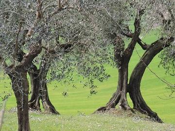 Terreno oliveto