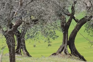 Terreno oliveto