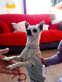 Chihuahua