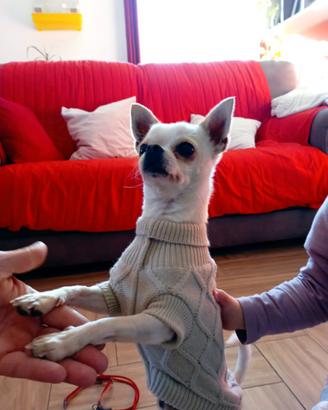Chihuahua