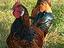 Immagine 4