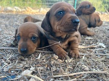 Cucciola bassotto