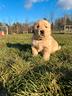 maschio-golden-retriever-americano-collare-nero