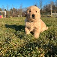 Maschio Golden Retriever Americano collare nero