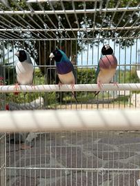 Diamante di Gould
