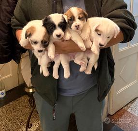 Cuccioli di jack Russell