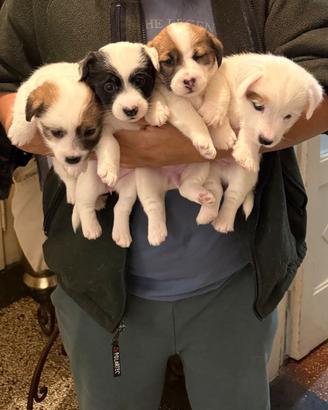 Cuccioli di jack Russell