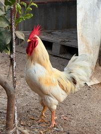 Gallo privato, giovane e in salute