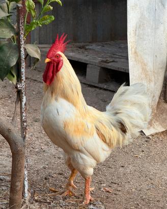 Gallo privato, giovane e in salute