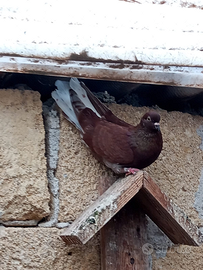 Colombi da volo Nikolaev