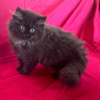 Gatto Persiano