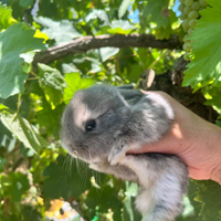 Conigli nani ariete minilop