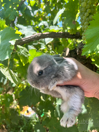 Conigli nani ariete minilop