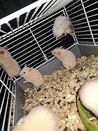 Criceti dorati disponibili