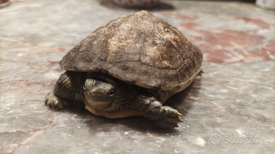 Regalasi Tartaruga di qcqua