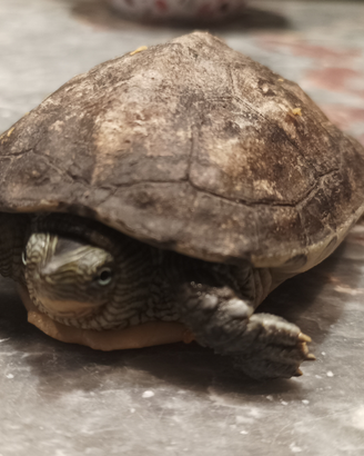 Regalasi Tartaruga di qcqua