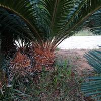 Cycas