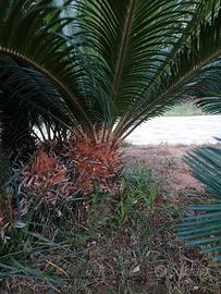 Cycas