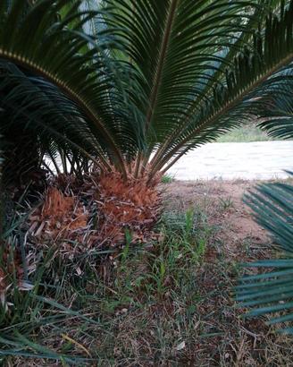 Cycas