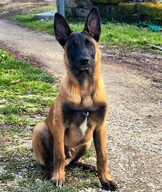 Pastore belga malinois