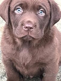 Cuccioli di labrador retriever
