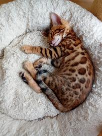 Cucciola di gatto bengala brown g9