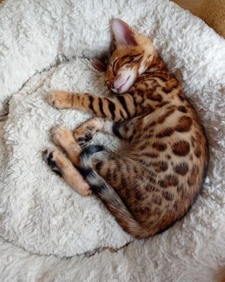 Cucciola di gatto bengala brown g9