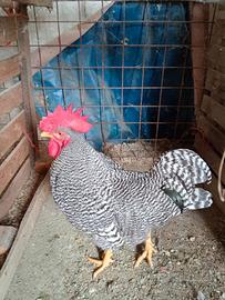 Gallo hamrock