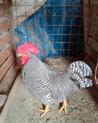 Gallo hamrock