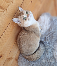 Scottish Straight femmine con pedegree