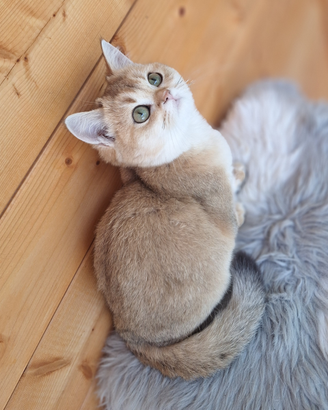 Scottish Straight femmine con pedegree