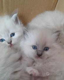 Cuccioli Ragdoll Blue Point