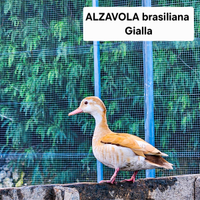 Anatre alzavole brasiliane gialle