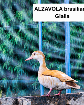 Anatre alzavole brasiliane gialle