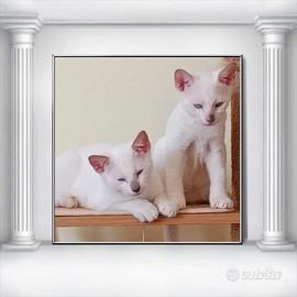 Gattini siamesi thai