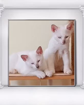 Gattini siamesi thai
